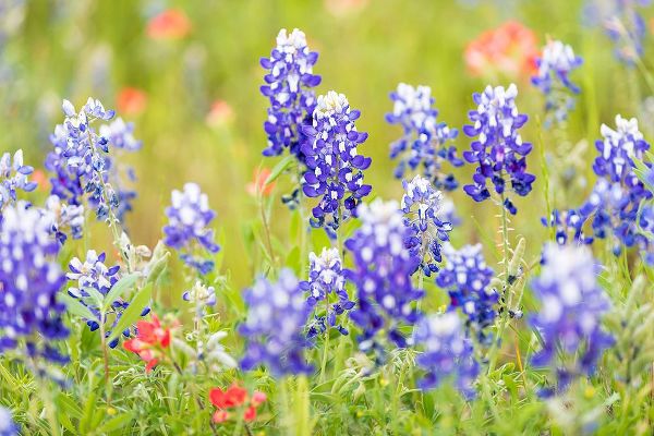 Wilson, Emily M. 아티스트의 Llano-Texas-USA-Indian Paintbrush and Bluebonnet wildflowers in the Texas Hill Country작품입니다.
